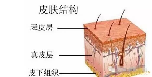 皮肤结构图，皮肤分为三层：表皮层、真皮层和皮下组织